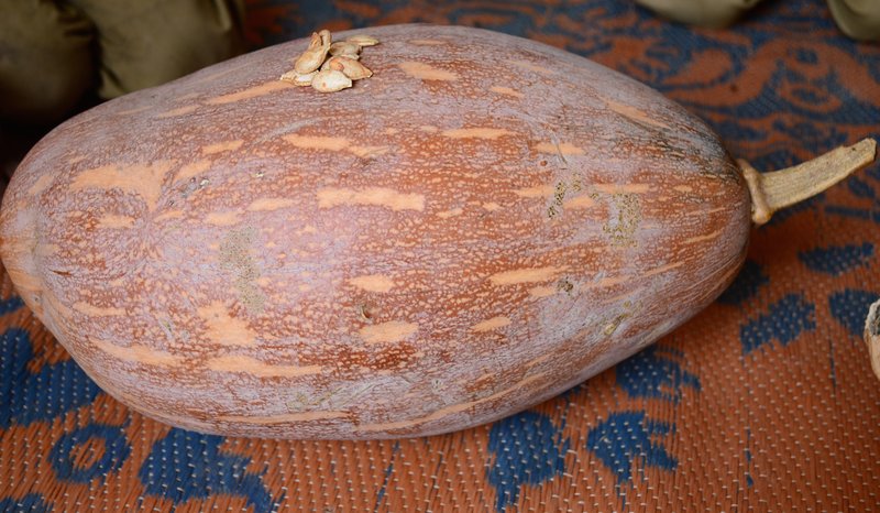 Seeds from healthy gourds are kept for the next season
